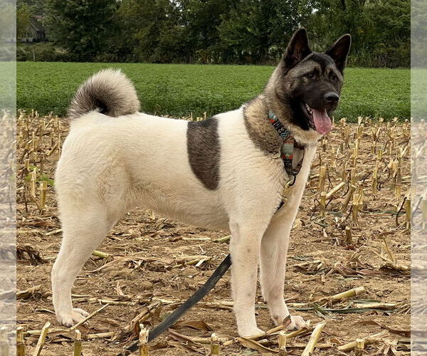 Medium Photo #2 Akita Puppy For Sale in Pottstown, PA, USA