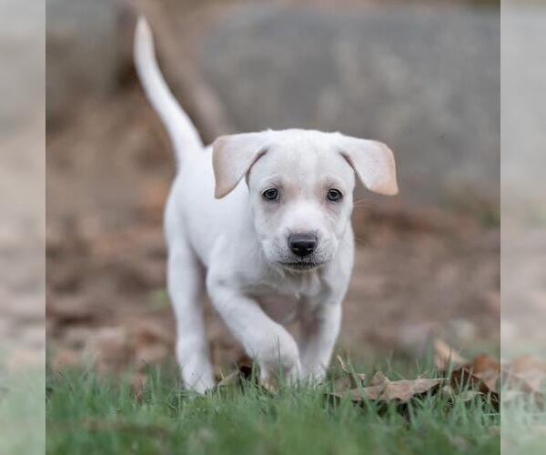 Medium Photo #3 Golden Retriever-Unknown Mix Puppy For Sale in San Diego, CA, USA