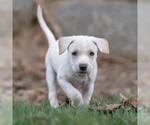 Small #2 Golden Retriever Mix