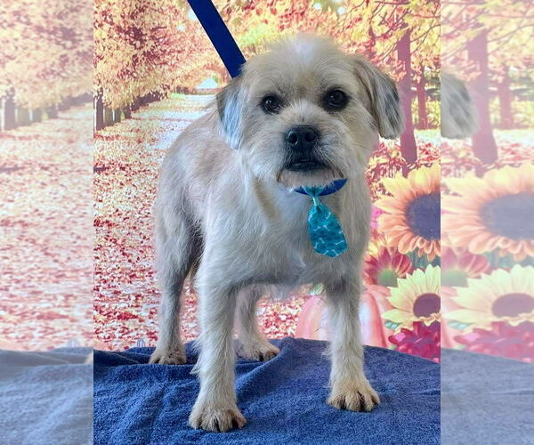 Medium Photo #2 Cairn Terrier-Wheaten Terrier Mix Puppy For Sale in Newport Beach, CA, USA