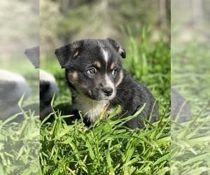 Aussie-Corgi Puppy for sale in MYRTLE CREEK, OR, USA