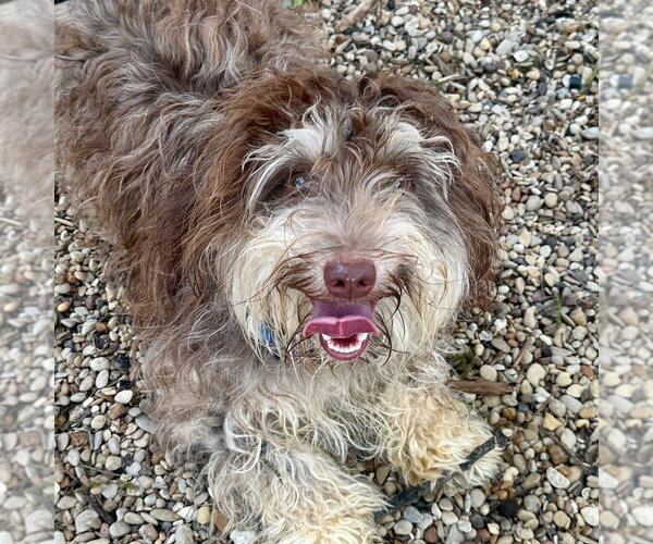 Medium Photo #1 Havanese Puppy For Sale in Canton, CT, USA