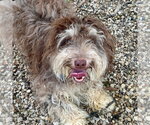 Small Havanese