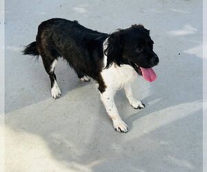 Orville - Male Cocker Spaniel-Unknown Mix Dog for Adoption - Photo #4