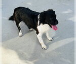 Small Photo #4 Cocker Spaniel-Unknown Mix Puppy For Sale in Fort Worth, TX, USA