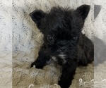 Small #13 French Bulldog