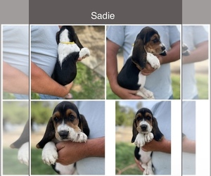 Basset Hound Puppy for Sale in MURRIETA, California USA
