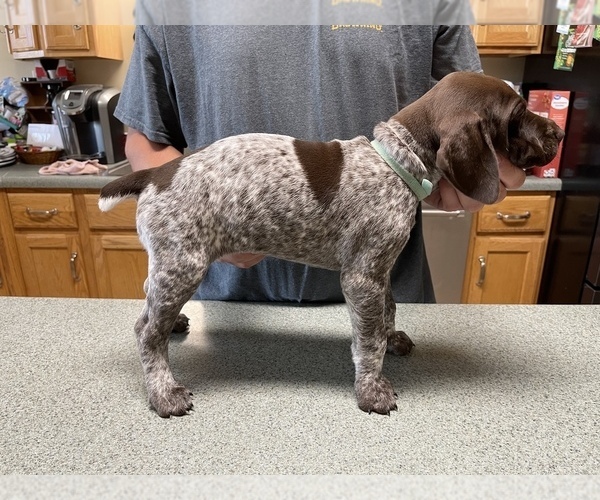 Medium Photo #20 German Shorthaired Pointer Puppy For Sale in ALBEMARLE, NC, USA