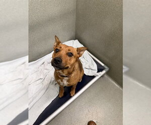 Carolina Dog-Unknown Mix Dogs for adoption in Lee's Summit, MO, USA