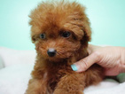 Small Photo #3 Poodle (Miniature) Puppy For Sale in LA MIRADA, CA, USA