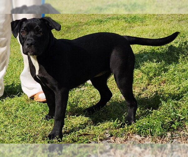 Medium Photo #5 American Pit Bull Terrier-Unknown Mix Puppy For Sale in Wetumpka, AL, USA