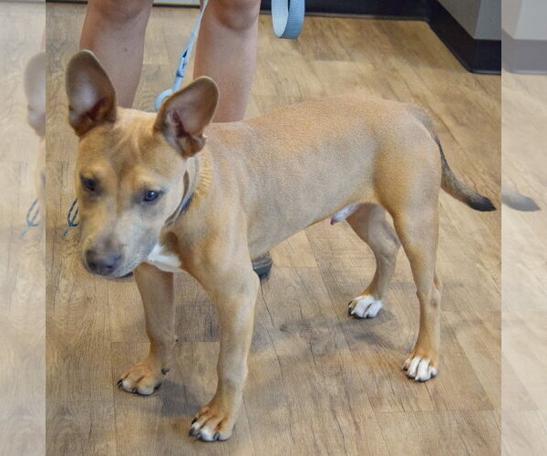 Medium Photo #11 American Staffordshire Terrier-German Shepherd Dog Mix Puppy For Sale in Huntley, IL, USA