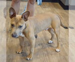 Small #10 American Staffordshire Terrier-German Shepherd Dog Mix