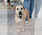 Small #2 Labrador Retriever Mix