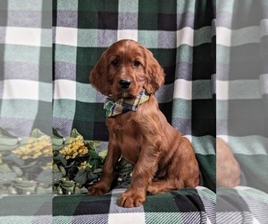 Irish Setter Puppy for sale in BIRD IN HAND, PA, USA