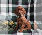 Small Photo #1 Irish Setter Puppy For Sale in BIRD IN HAND, PA, USA