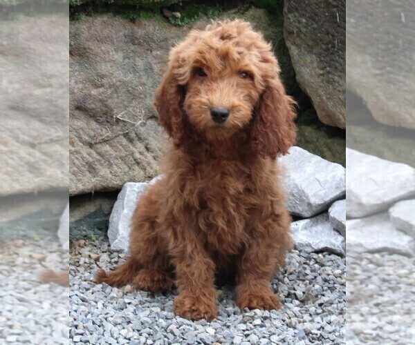 Medium Photo #3 Goldendoodle Puppy For Sale in FREDERICKSBURG, OH, USA