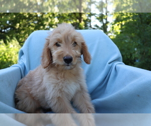 Goldendoodle (Miniature) Puppy for sale in SHILOH, OH, USA