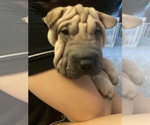 Chinese Shar-Pei Puppy for sale in POMONA, CA, USA