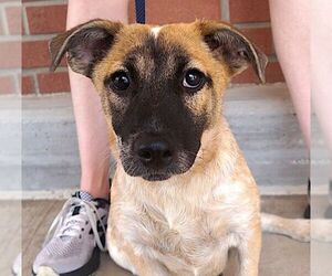 Mutt Dogs for adoption in Carrollton, TX, USA