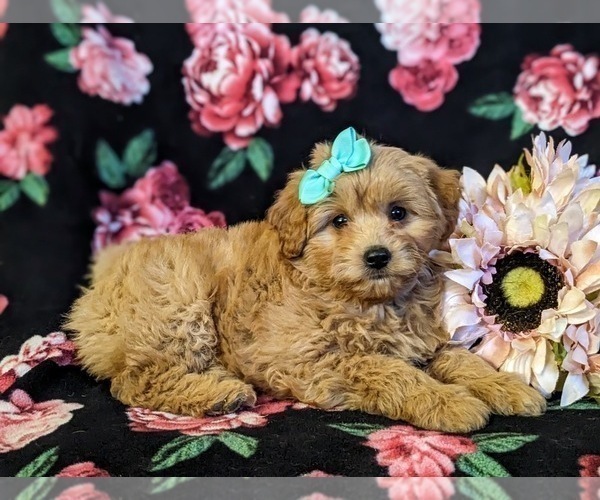 Medium Photo #5 Pookimo Puppy For Sale in QUARRYVILLE, PA, USA