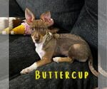 Small #2 Dachshund Mix