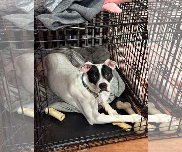 Medium Photo #5 Boxer-Unknown Mix Puppy For Sale in Oro Medonte, Ontario, Canada