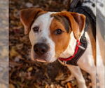 Small #13 Treeing Walker Coonhound Mix