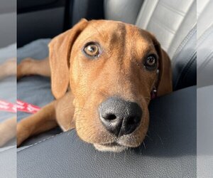 Dachshund-Unknown Mix Dogs for adoption in Canton, CT, USA