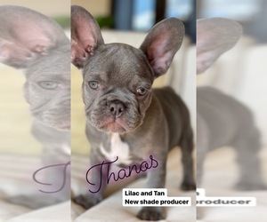 French Bulldog Puppy for sale in PALM BCH GDNS, FL, USA