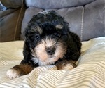 Image preview for Ad Listing. Nickname: Litter of 5