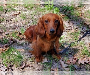Mother of the Dachshund puppies born on 04/13/2023