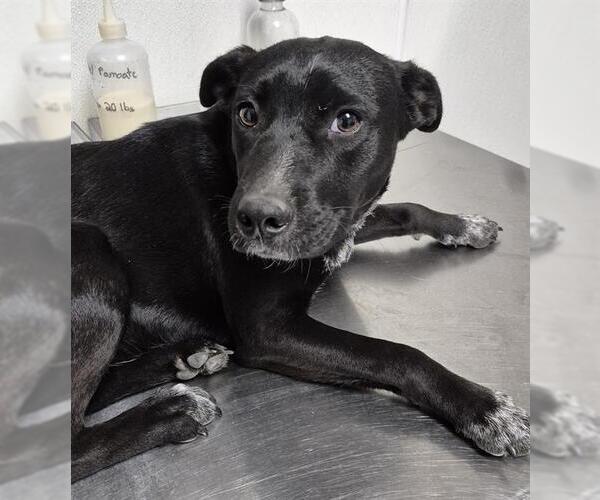 Medium Photo #1 Texas Heeler-Unknown Mix Puppy For Sale in Bakersfield, CA, USA