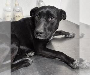 Texas Heeler-Unknown Mix Dogs for adoption in Bakersfield, CA, USA