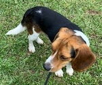Small #6 Beagle