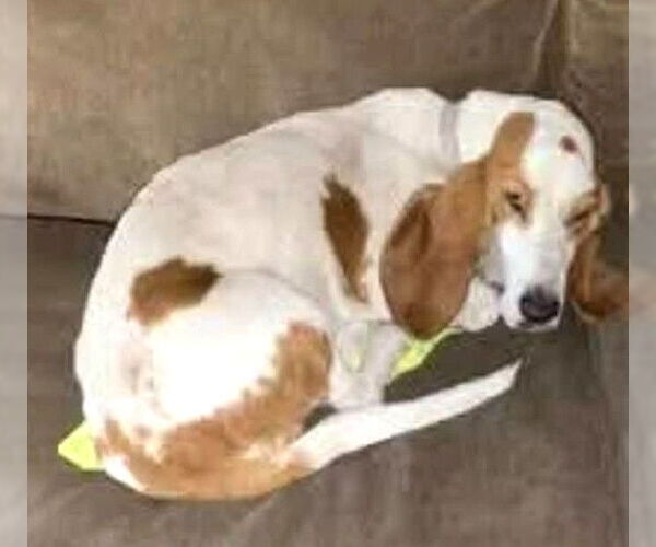 Medium Photo #2 Basset Hound Puppy For Sale in Deepwater, NJ, USA