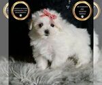 Puppy Snow White AKC Maltese