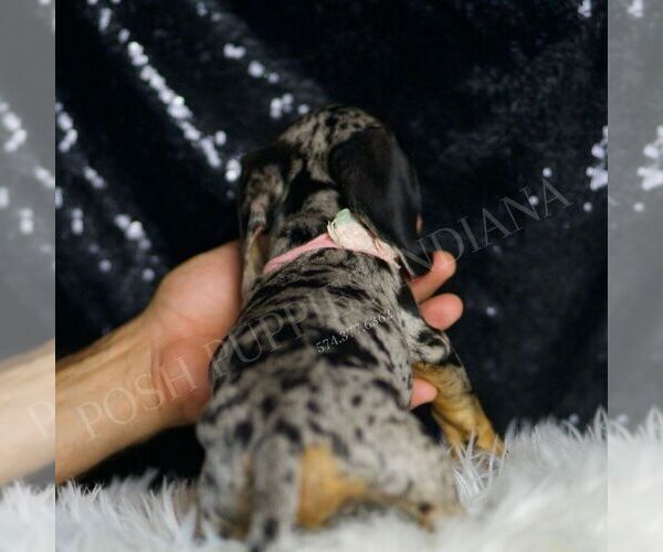 Medium Photo #6 Dachshund Puppy For Sale in WARSAW, IN, USA