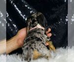 Small #5 Dachshund