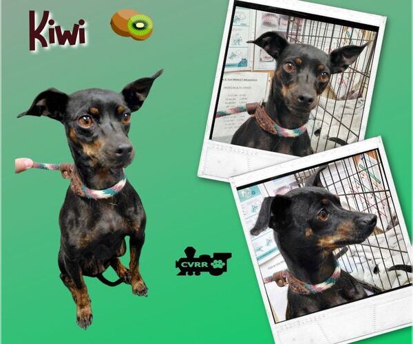 Medium Photo #1 Miniature Pinscher-Unknown Mix Puppy For Sale in Lindsay, CA, USA