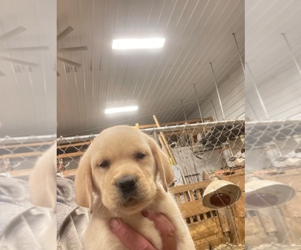 Full screen Photo #5 Labrador Retriever Puppy For Sale in SPRINGFIELD, IL, USA
