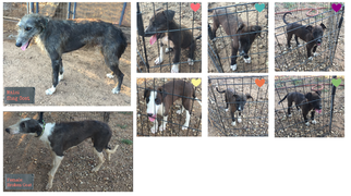 American Staghound Puppy for sale in ROANOKE, TX, USA