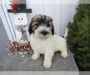 Saint Bernard Puppy for sale in GRAND RAPIDS, MI, USA