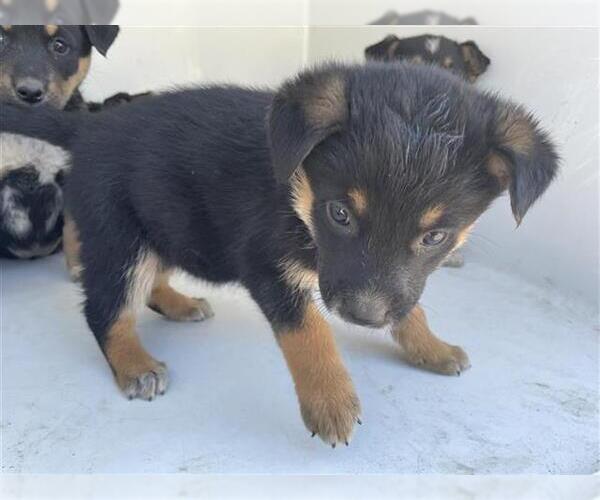 Medium Photo #1 German Shepherd Dog-Unknown Mix Puppy For Sale in Houston, TX, USA