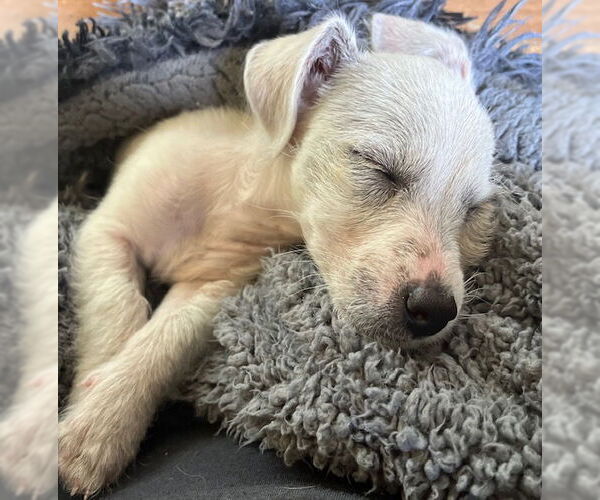 Medium Photo #2 Mutt Puppy For Sale in Holly Springs, NC, USA