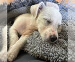 Small #1 Mutt