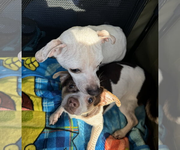 Medium Photo #5 Chihuahua Puppy For Sale in Westmont, IL, USA