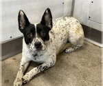 Small Australian Shepherd Mix