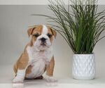 Small Photo #14 English Bulldog Puppy For Sale in NAPPANEE, IN, USA