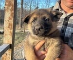 Puppy Puppy 2 German Shepherd Dog